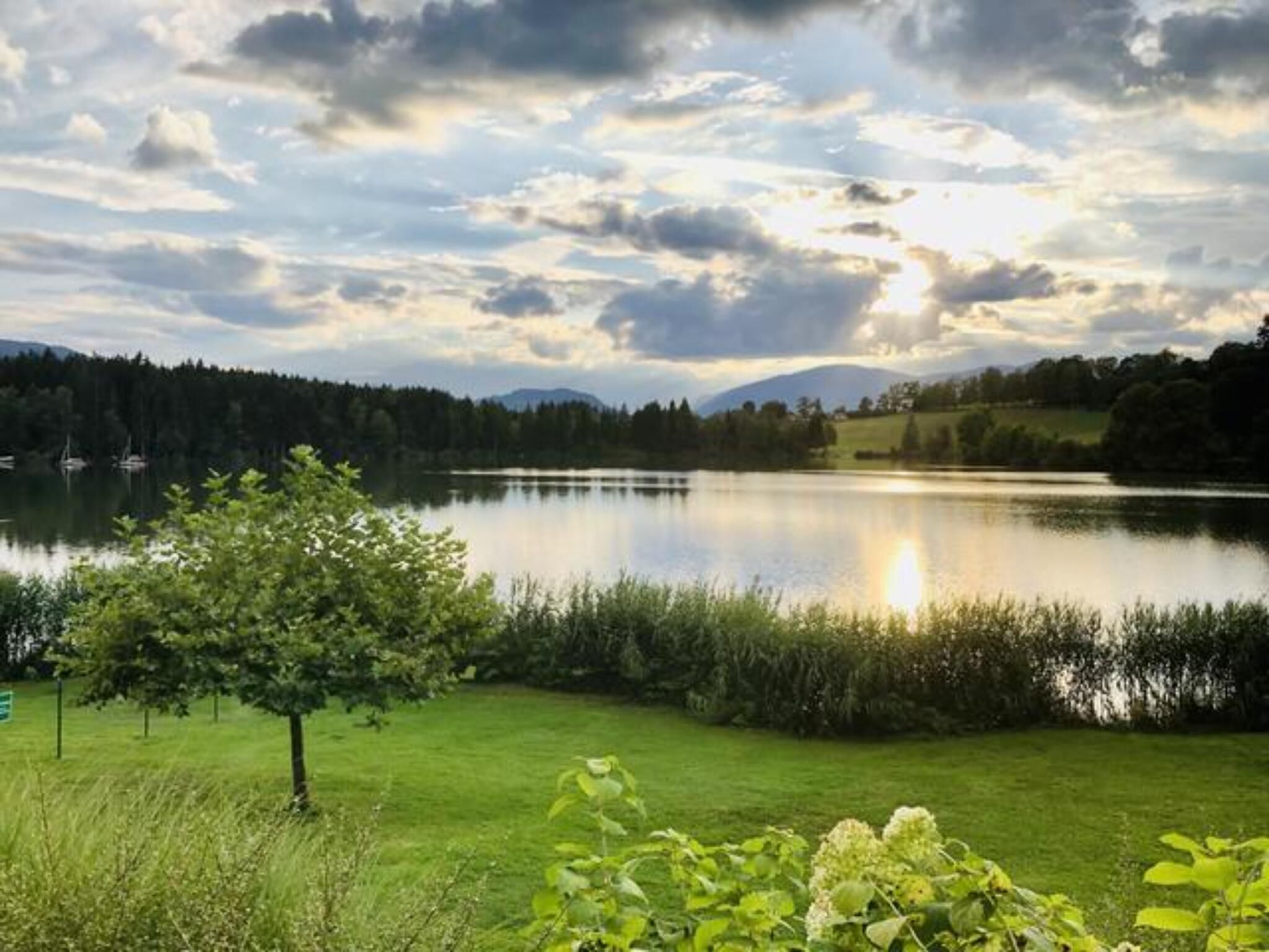 A calm lake with a tree in the foreground and a mountain range in the background.