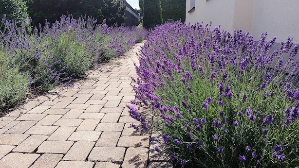 Un sendero pavimentado bordeado de arbustos de lavanda, un edificio blanco y un seto al fondo.