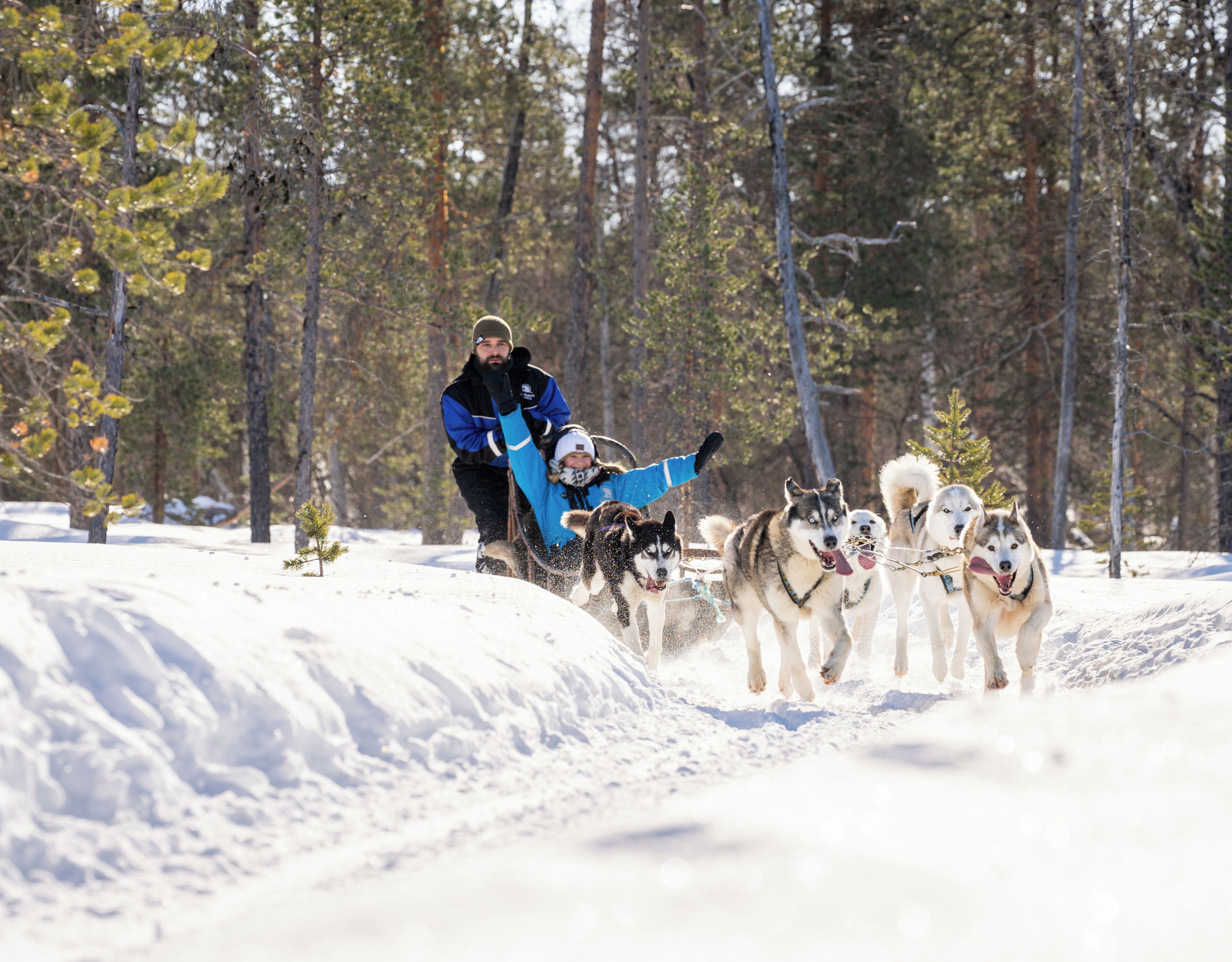 Un traîneau tiré par des chiens huskies à travers une forêt enneigée.