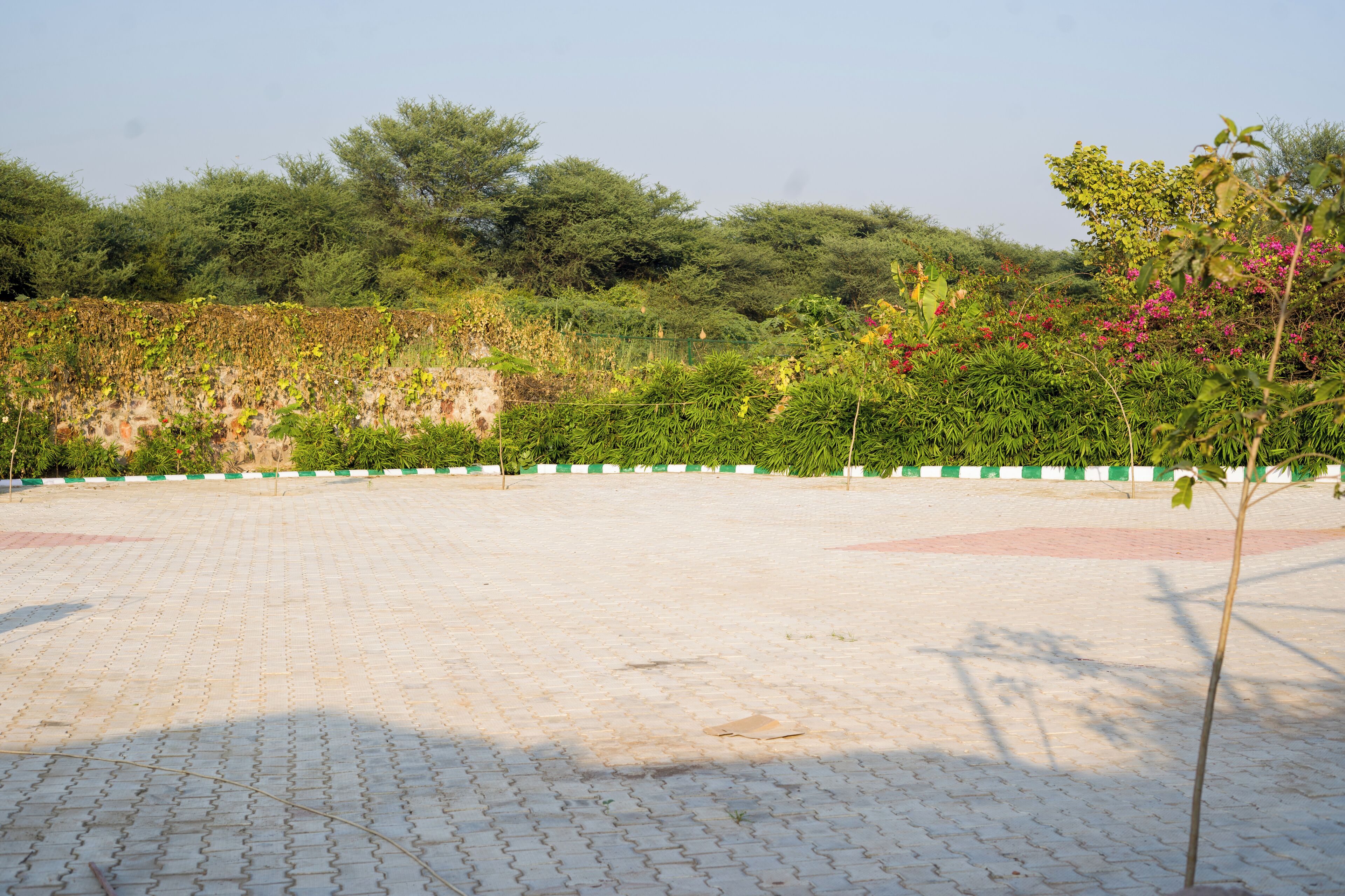 A paved area with a green and white border, surrounded by dense greenery and trees.