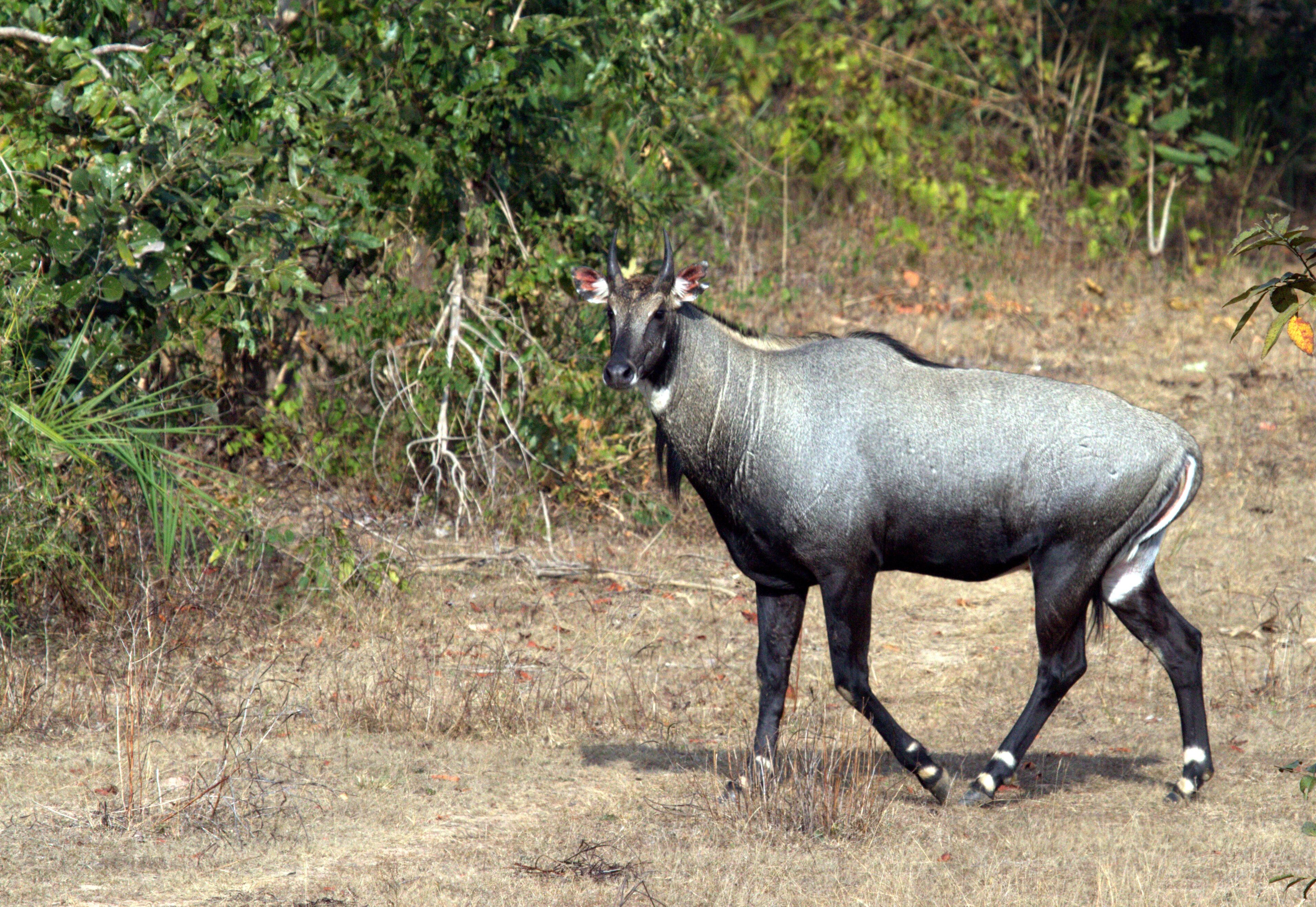 A large, dark-colored animal with horns walking through a dry, grassy area with sparse vegetation.