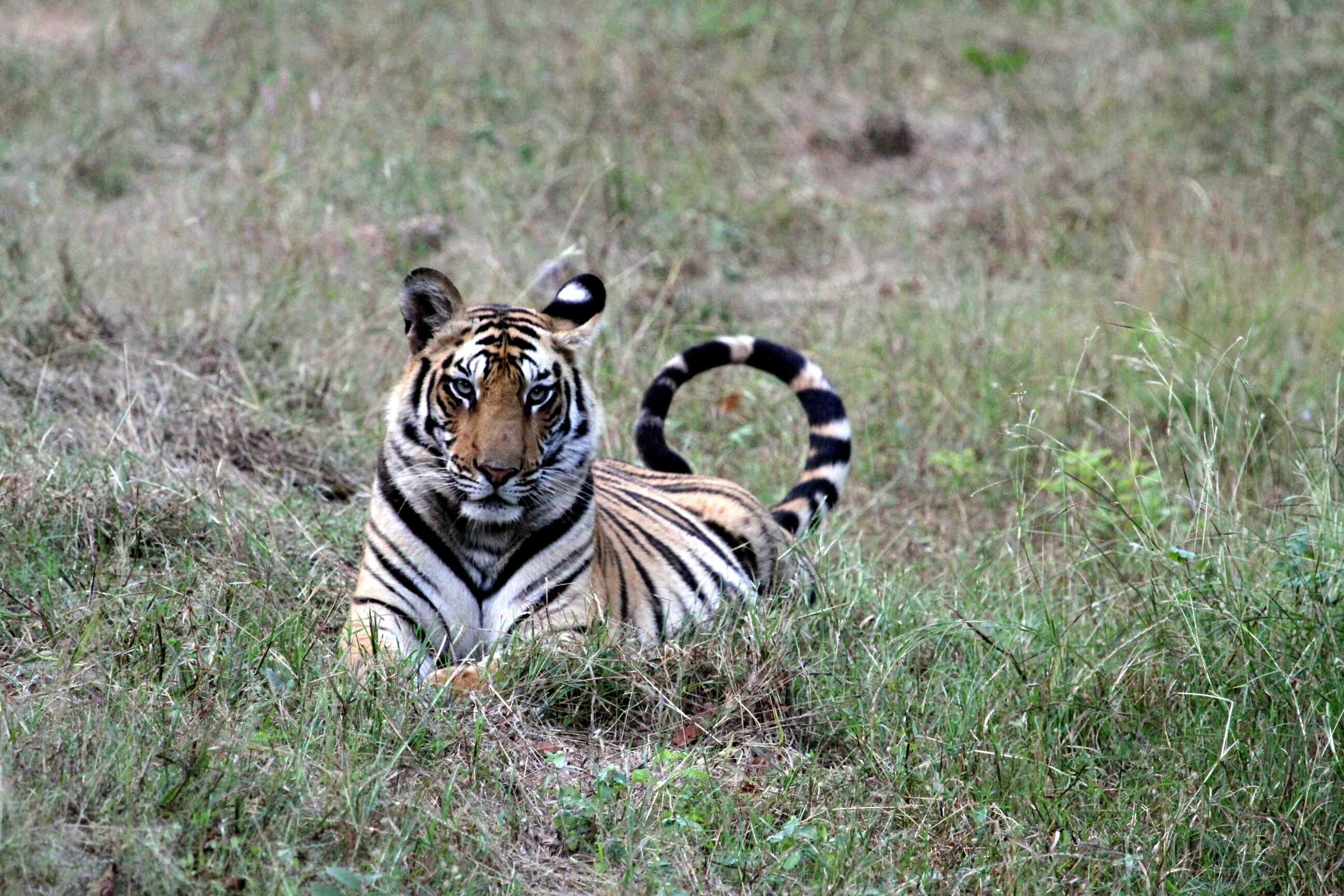 Un tigre descansando en un campo de hierba.
