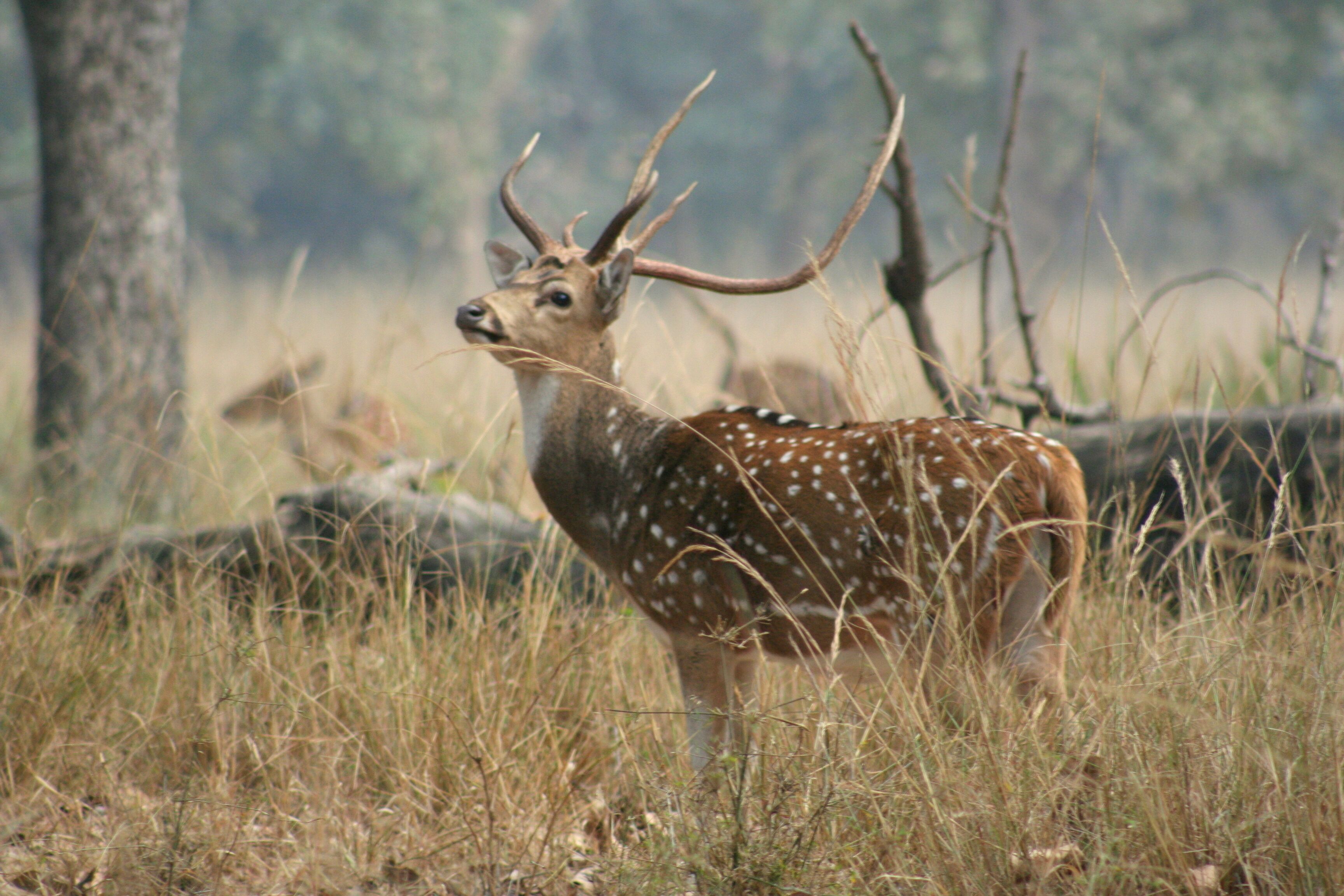 A deer in a natural setting with trees and grass.