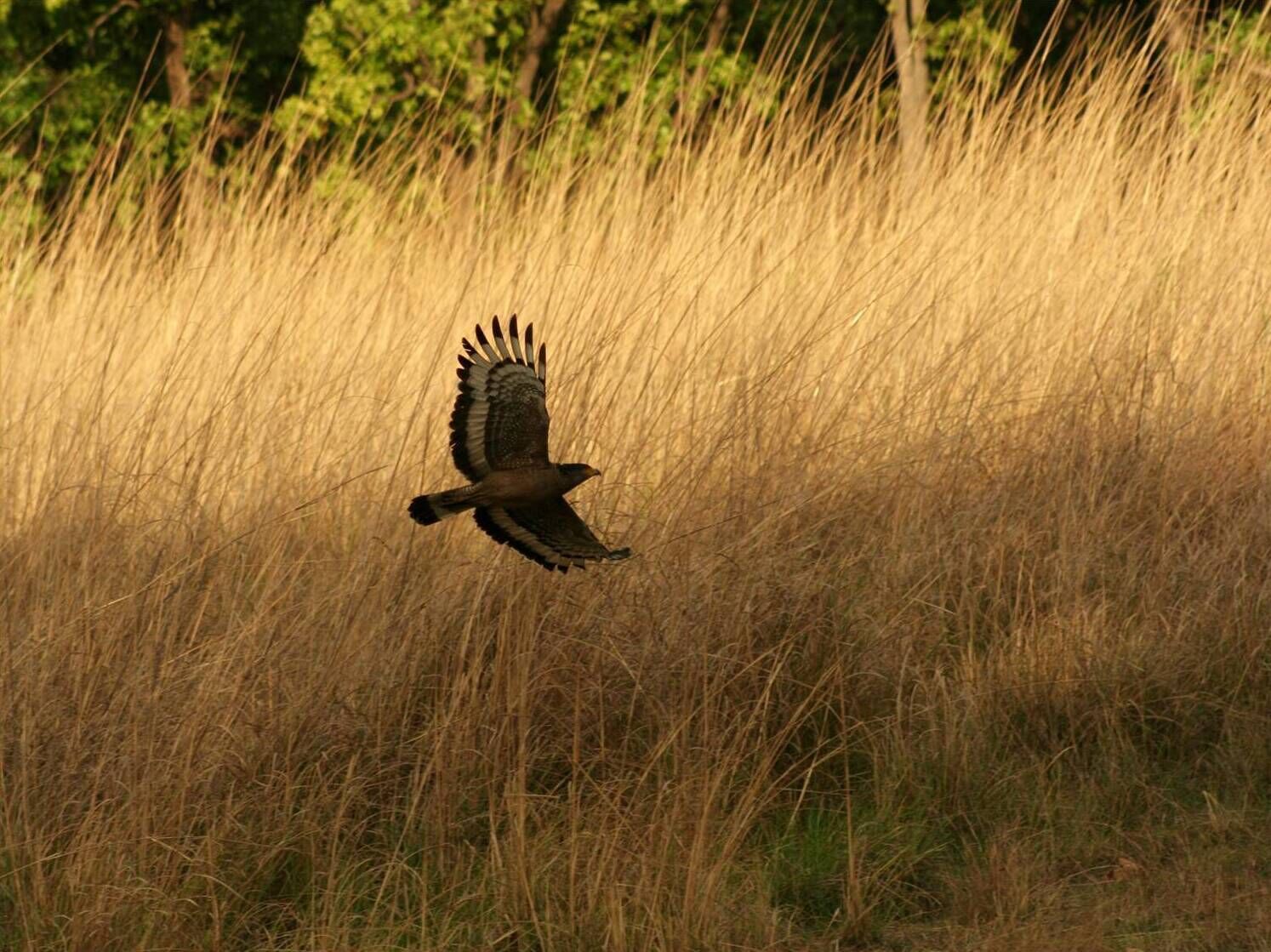 A bird in flight over a field of tall grass.