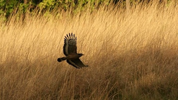 A bird in flight over a field of tall grass.