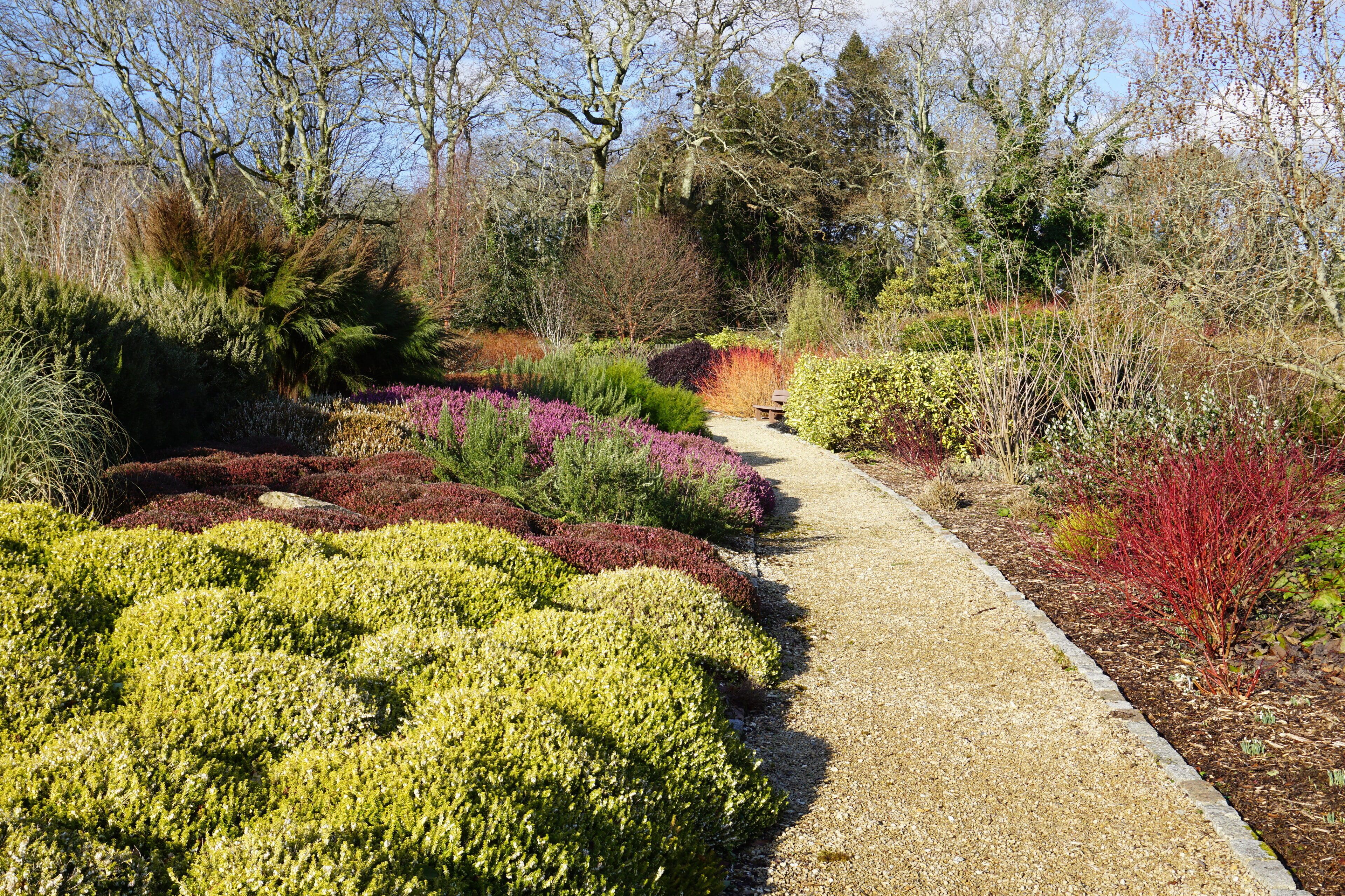 A garden pathway surrounded by various plants and trees.