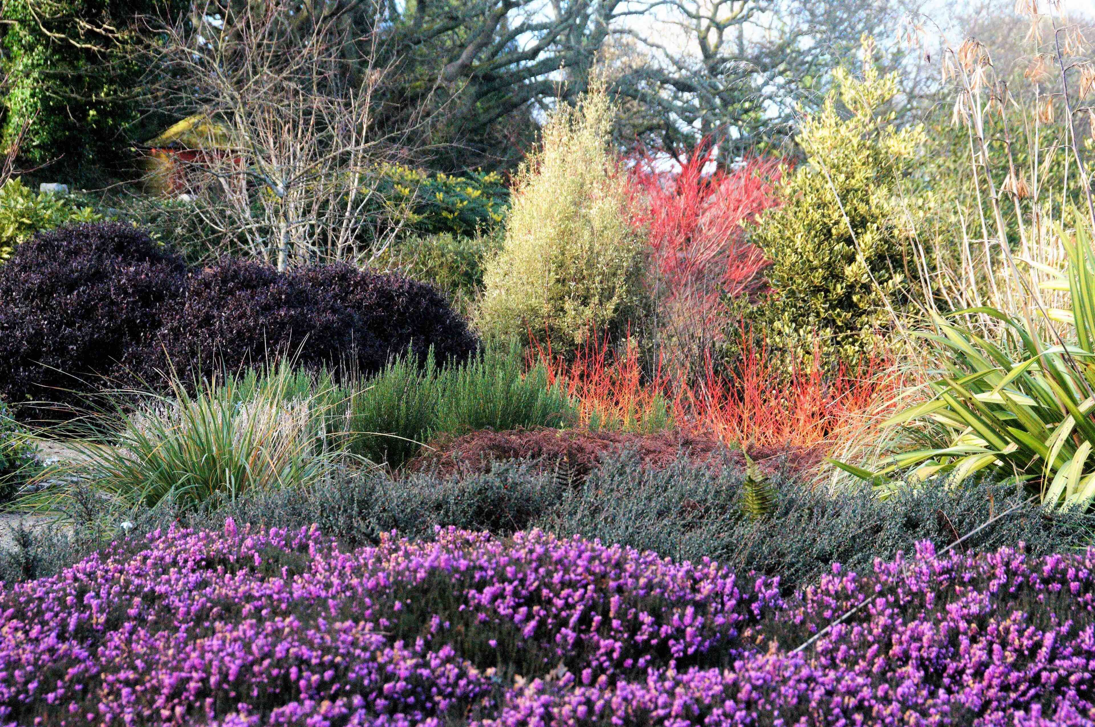 Un giardino con diverse piante e arbusti, tra cui fiori viola e alberi con foglie rosse.