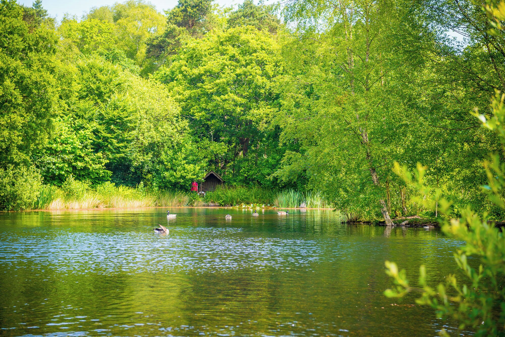 A serene lake surrounded by lush greenery and a small wooden structure.