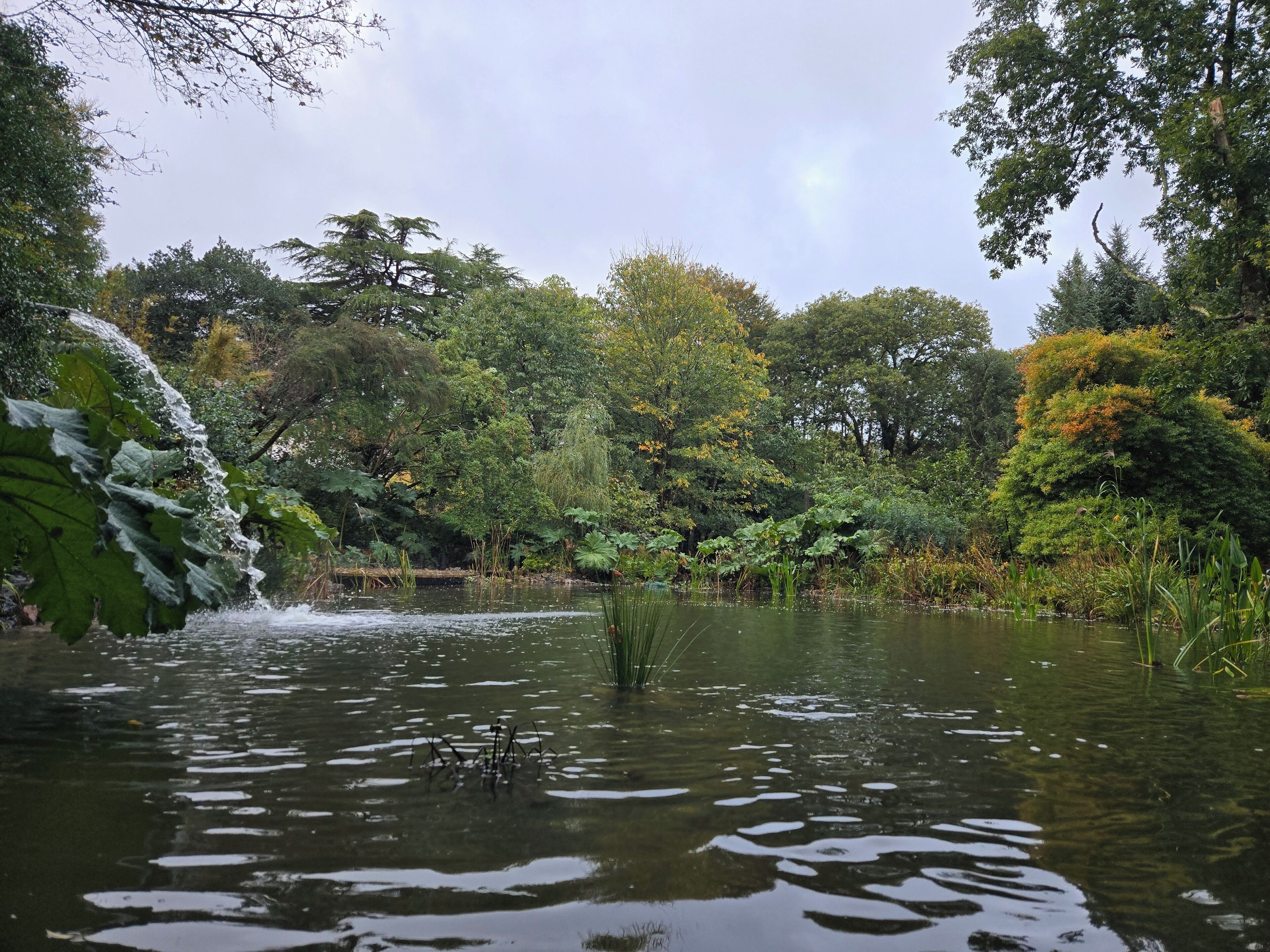 A serene pond surrounded by lush greenery and trees.