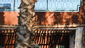 A covered outdoor seating area with a wicker chair, a palm tree, and a green door. - Maison Chaliya guesthouse  (Tamazouzte)