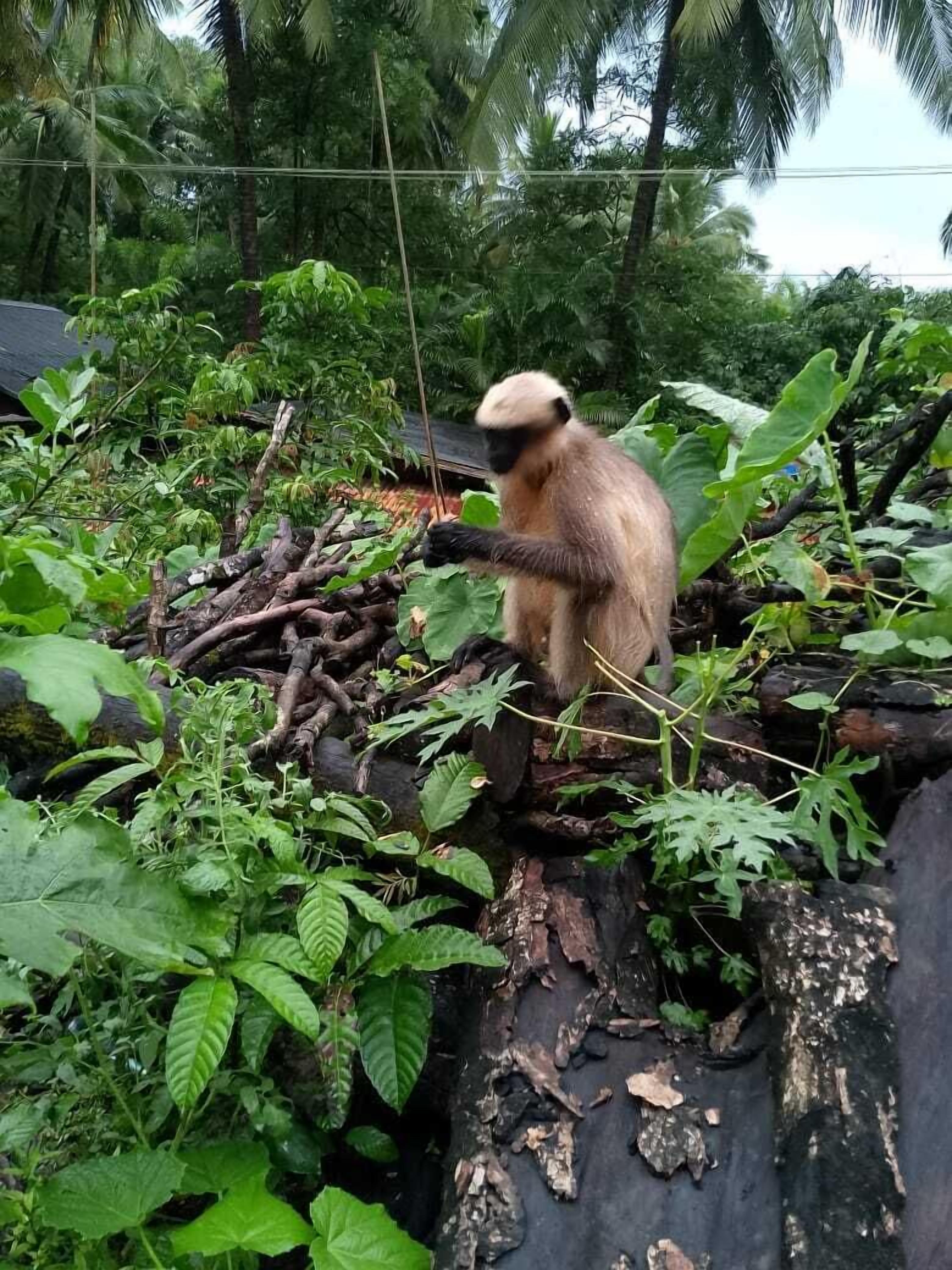 Un mono sentado sobre un montón de ramas y hojas en un entorno verde y exuberante.