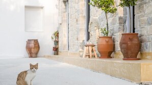 A cat sitting on a concrete surface in front of a stone building with terracotta pots and a small stool. - Villa Mira (Kamilari)