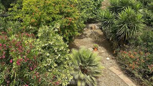 Un jardí amb diferents plantes i un camí.