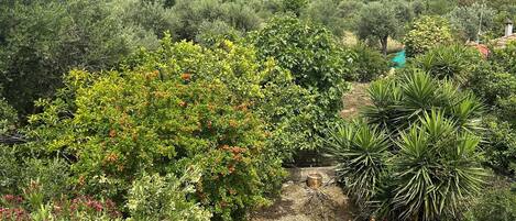 A garden with various plants and a pathway.