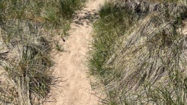 Un sentiero sabbioso che conduce a una spiaggia, con vegetazione rada e vista libera sull'oceano.