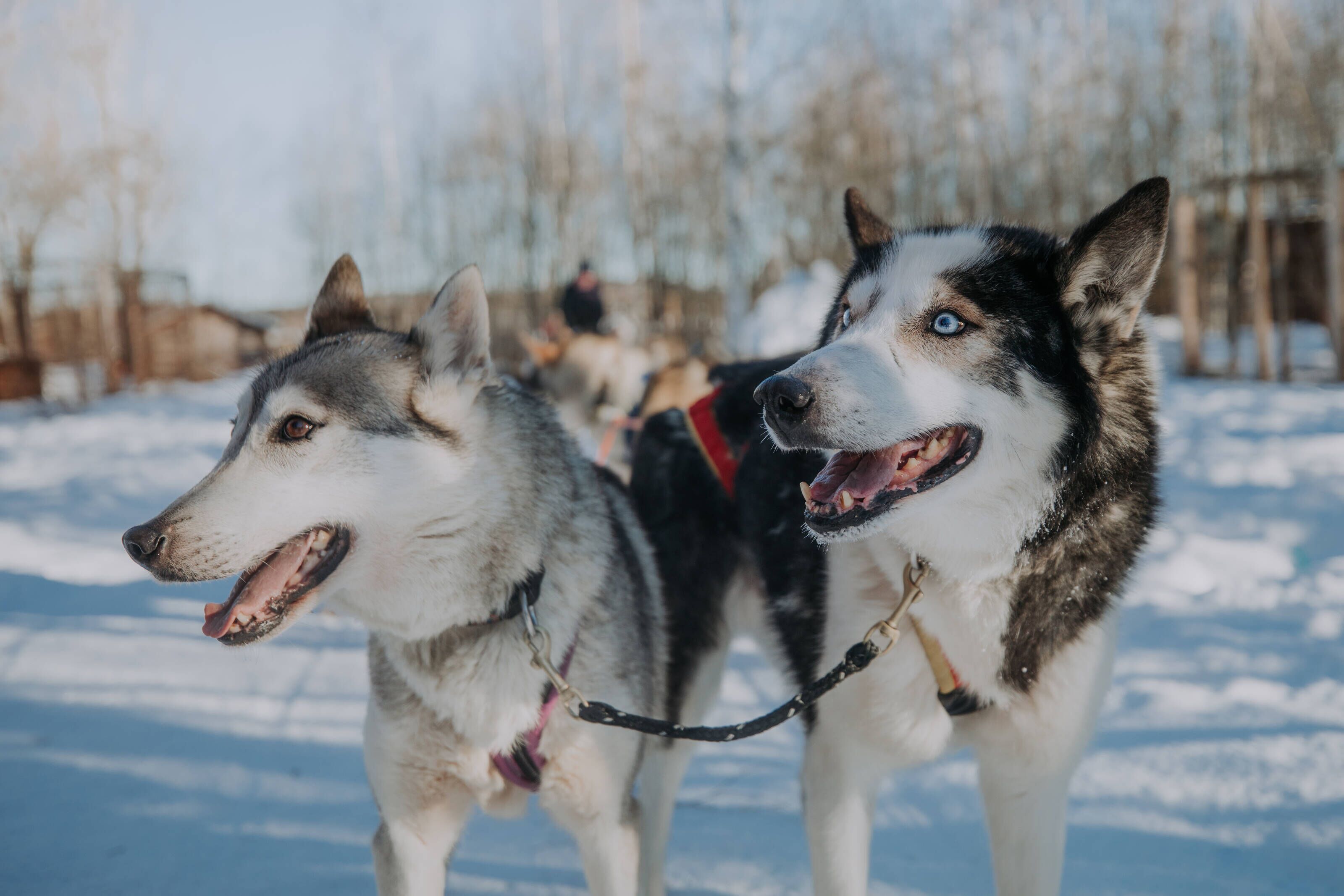 Two sled dogs harnessed and ready for a run.