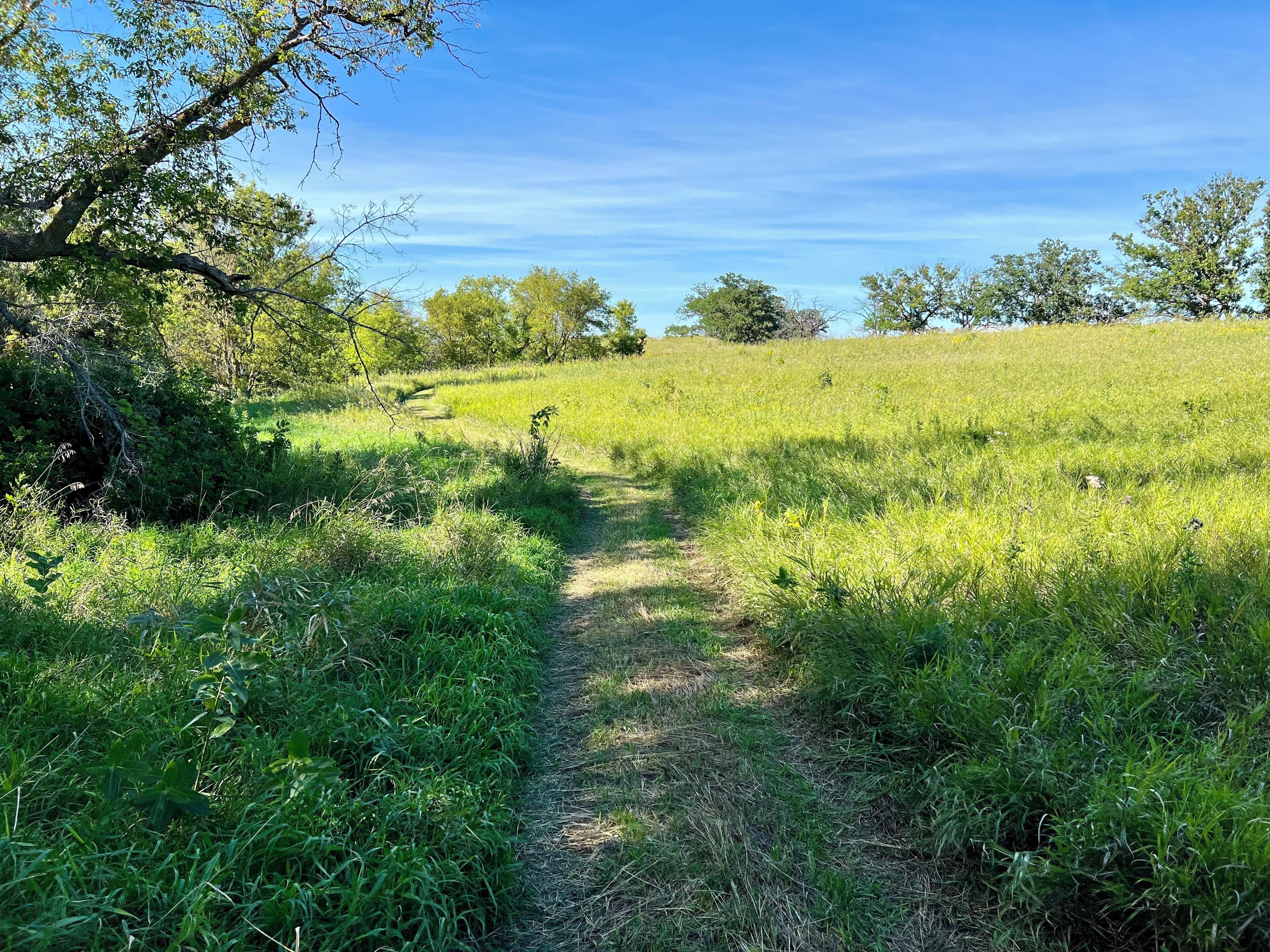 A grassy path in a natural setting with trees and a clear sky.