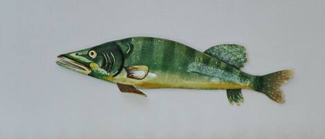 A fish.