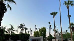 A swimming pool surrounded by palm trees and lounge chairs.