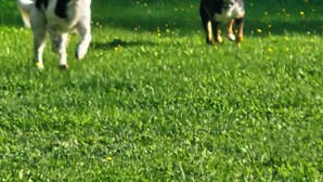 Two dogs in a grassy field with a power line structure in the background. - Fossen Camping Fagernes (Innlandet)