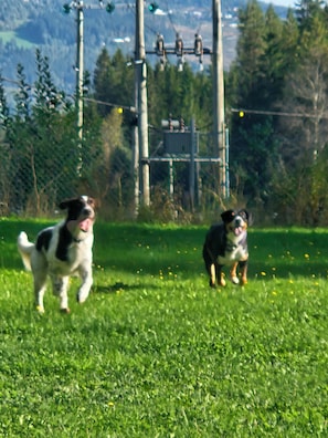 Pet-friendly