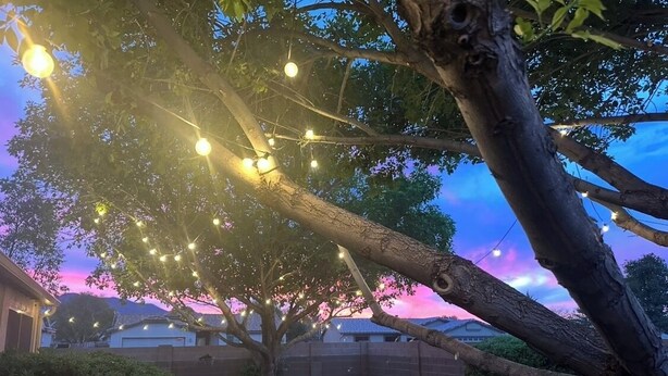 A tree with string lights in a backyard. - 2-bedroom clean home in Sierra Vista, WiFi, AC, covered patio & shaded backyard. (Sierra Vista)