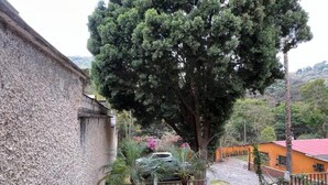Zona residencial con un árbol grande, un coche y una escalera que conduce a un porche cubierto.