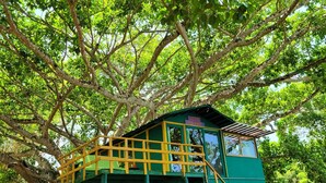 Une cabane dans les arbres, avec une façade verte et une balustrade jaune, construite sur un tronc d’arbre solide.