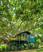 Una casa en árbol con exterior verde y barandilla amarilla, construida sobre un tronco de árbol robusto.