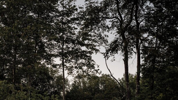 Una cabaña rodeada de altos árboles al atardecer.
