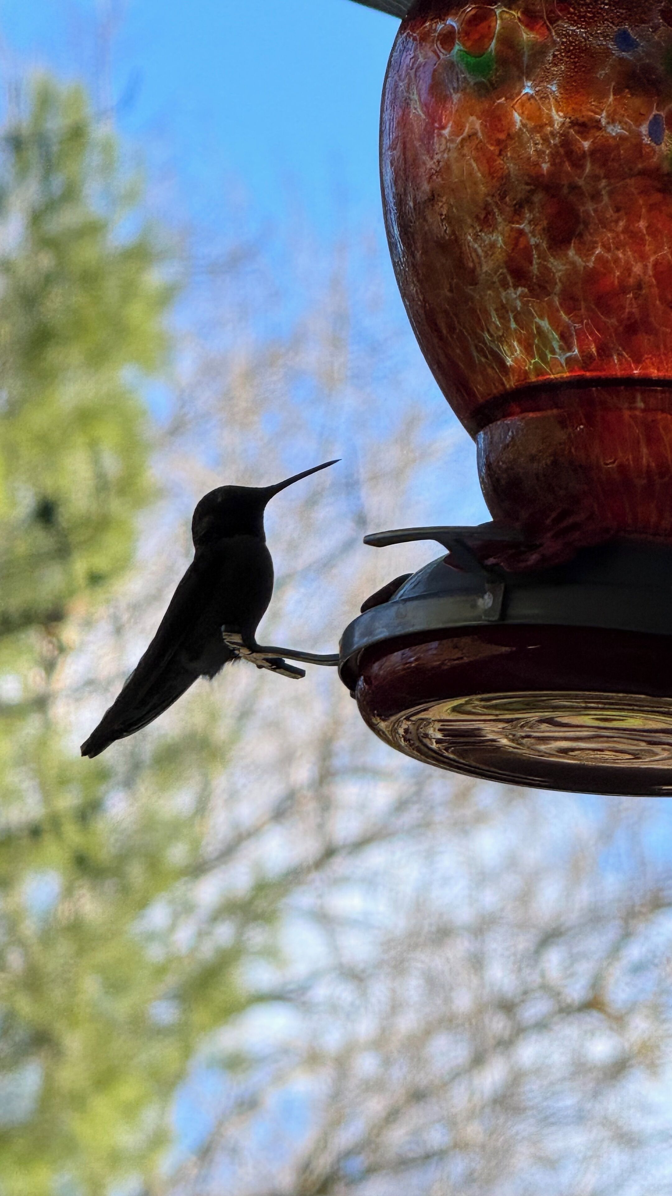 A bird perched on a bird feeder.