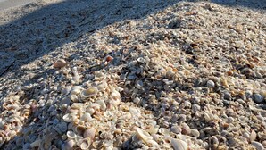 Una playa con diversos caracoles y guijarros.