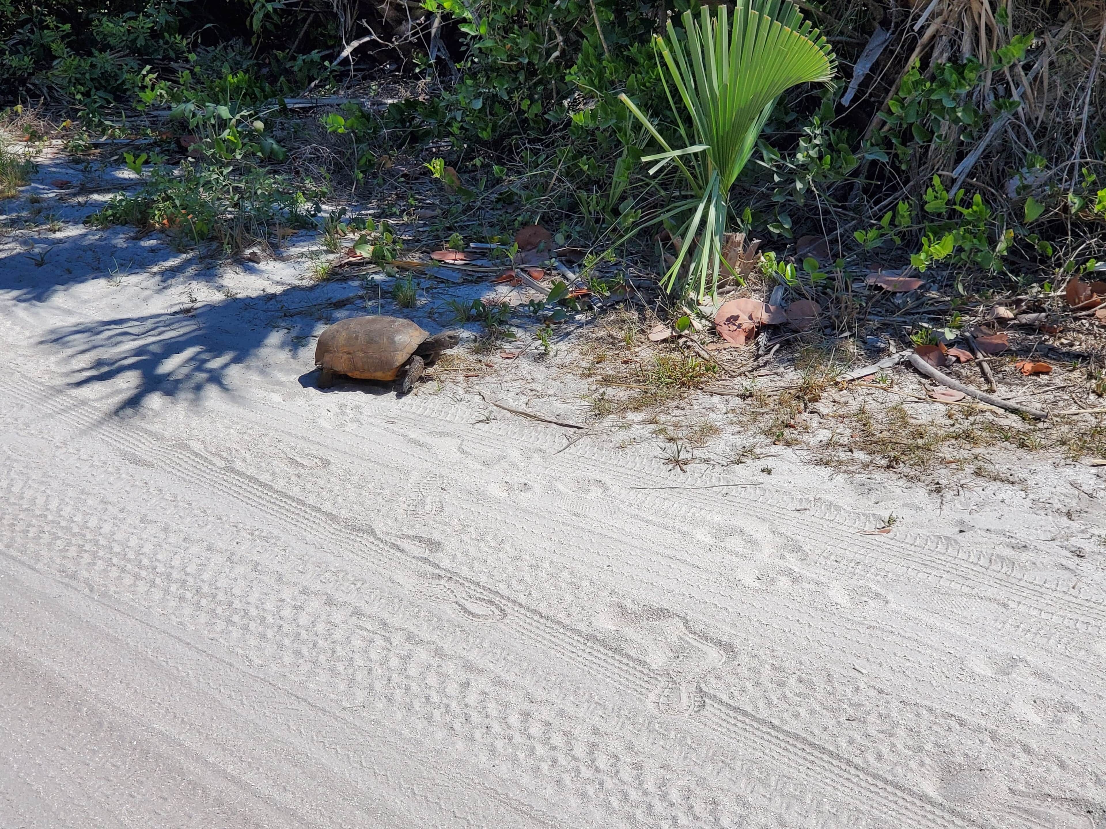 Una tortuga en un sendero arenoso con vegetación escasa y una hoja de palma.