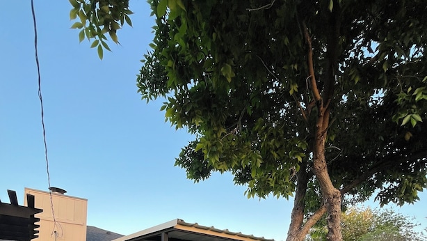 Ein Garten mit überdachter Terrasse, Grill und Baum.