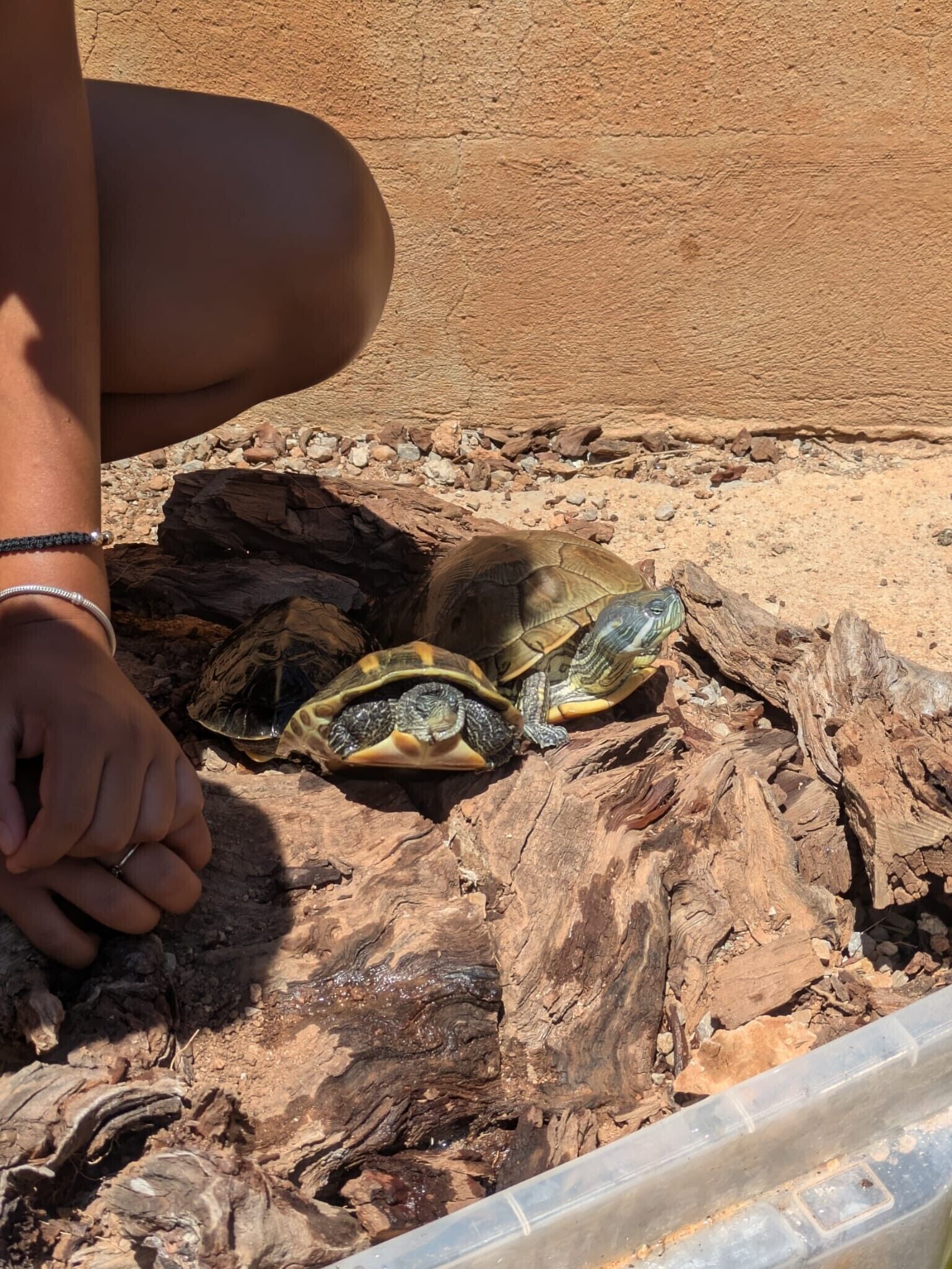 A person crouching next to a turtle on a wooden surface.