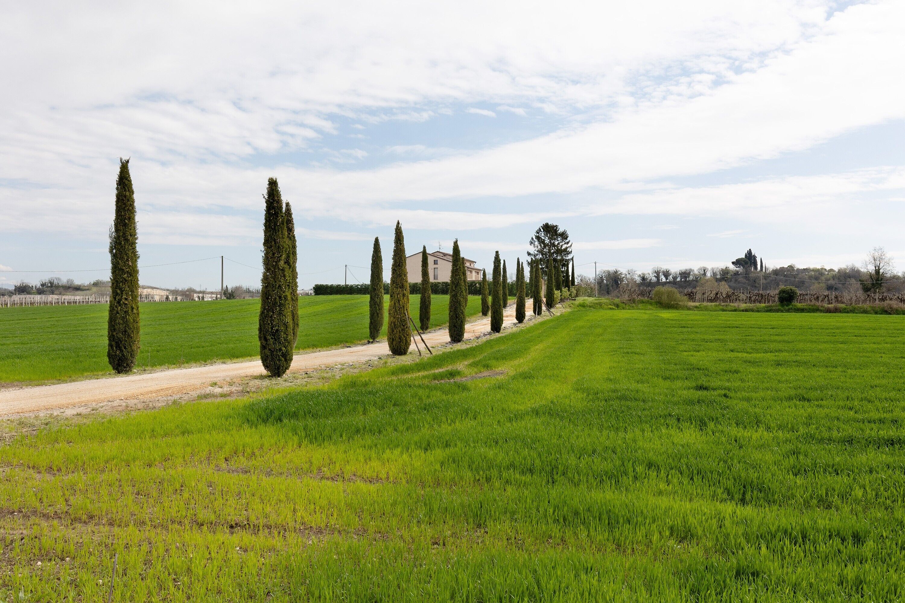 Un paysage rural avec un chemin de terre, des haies soigneusement taillées et un bâtiment situé au loin.