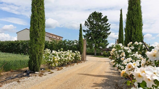A gravel driveway leading to a building with a white facade, surrounded by tall cypress trees and white flowering bushes.