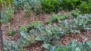 A garden with various vegetables and leafy greens, surrounded by a wire fence.