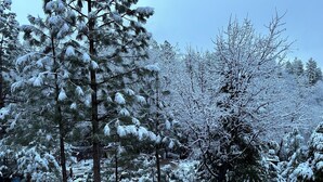 A snowy landscape with dense evergreen trees and a dirt path.