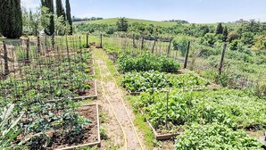 Ein Garten mit erhöhten Blumenbeeten und einem Weg.