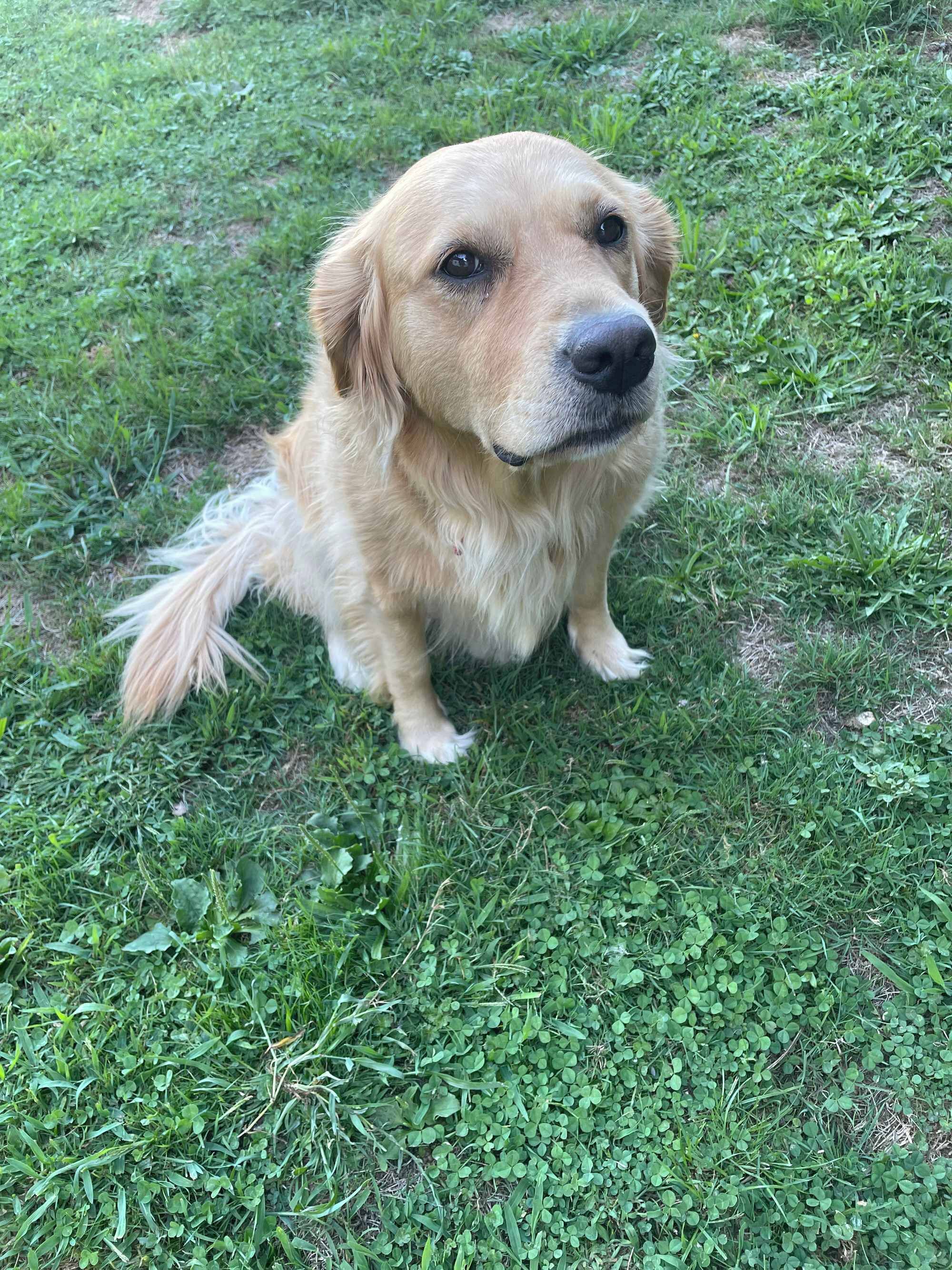 Un chien assis sur l’herbe.