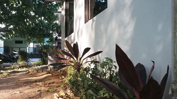 A pathway leading to a building with a white exterior and a window. There are plants along the pathway, and a tree provides shade. - Casa Rafael Coron (Coron)