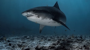 Un tiburón nadando bajo el agua.