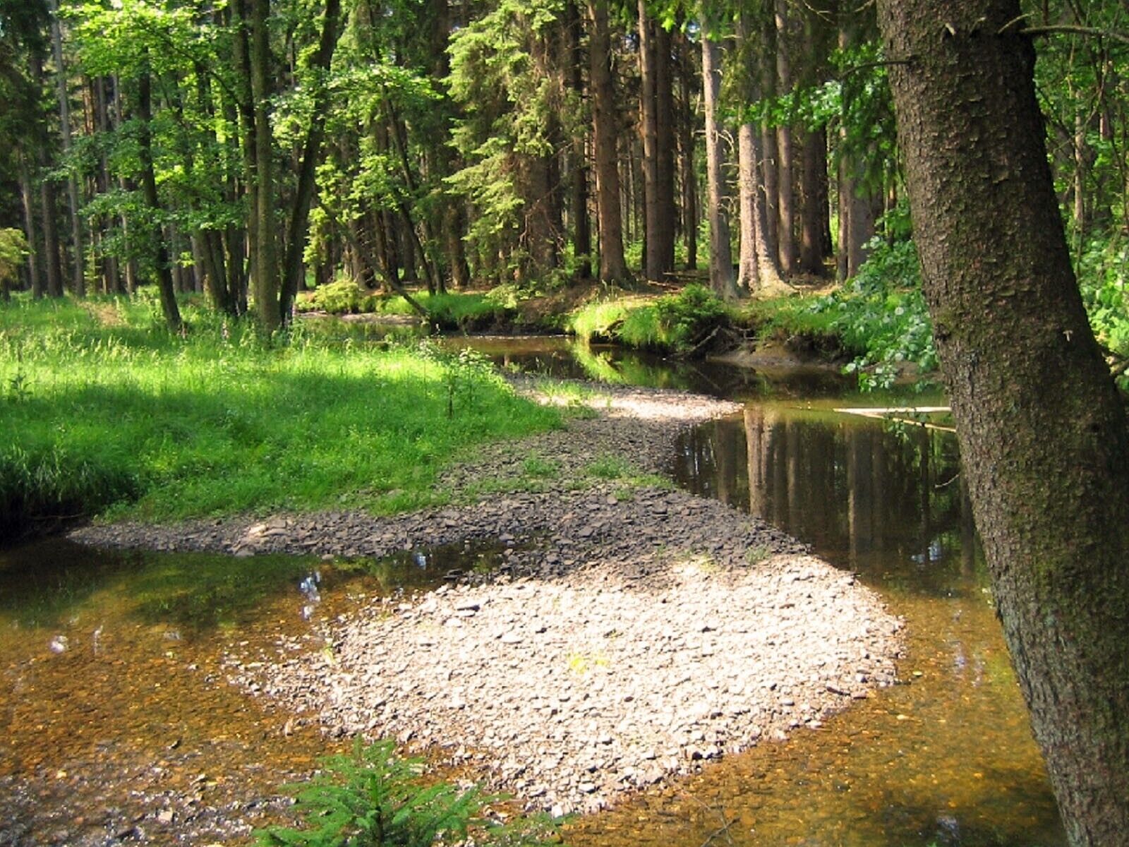 A forested area with a stream, trees, and a rocky area.
