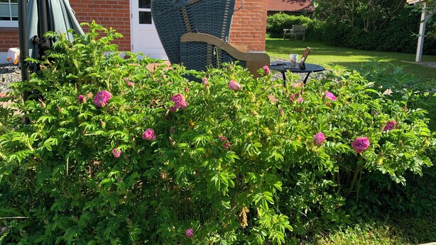A garden with flowering plants, a brick house with a thatched roof, and outdoor furniture. - Reed-roofed FH with beach chair in the garden and close to the beach (Dranske)