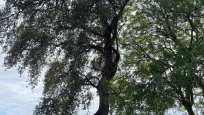 A tree with a hammock, a stone structure, and a grassy area.