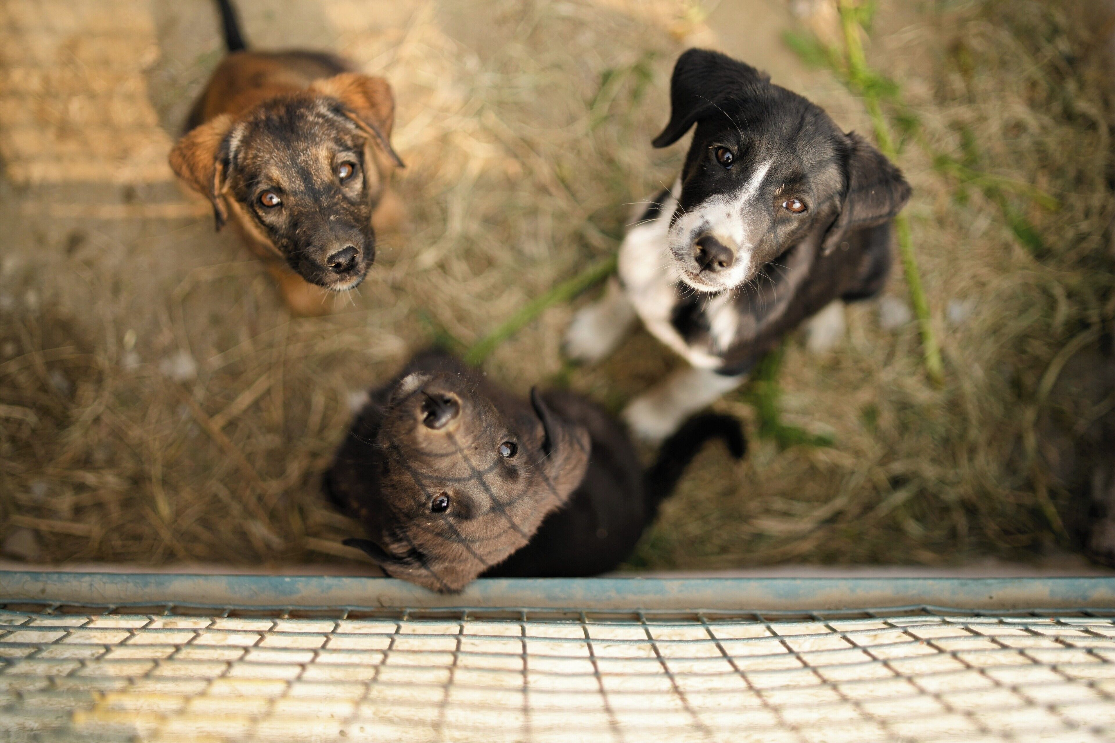 Two dogs in a pen with a metal grid floor.