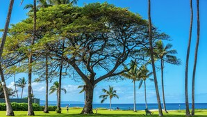 A large tree in a grassy area with a view of the ocean and palm trees. - Leinaala Oceanfront #205 Oceanfront Views! A/C, wifi, Pool, Great Rates! (Kihei)