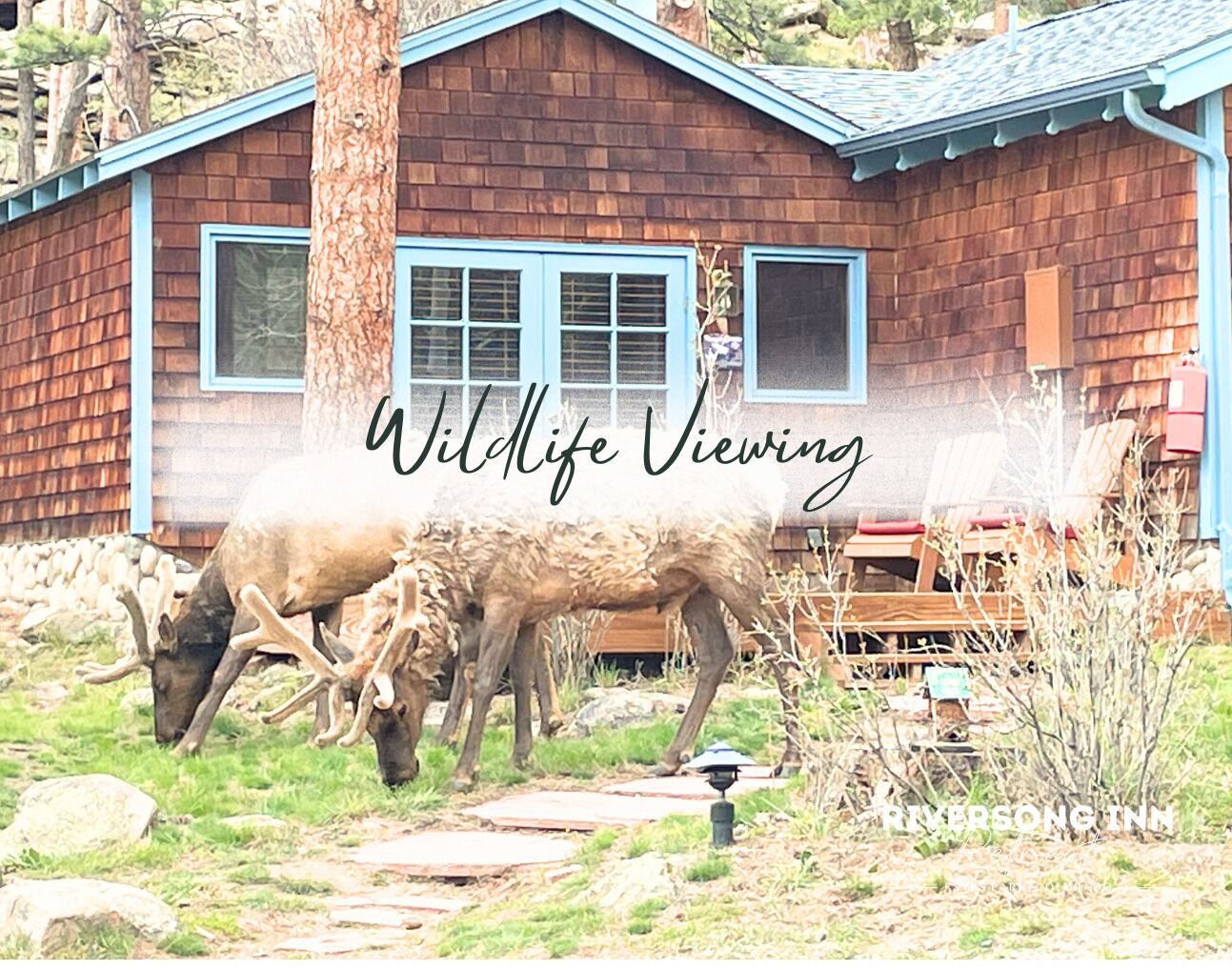 A cabin with a view of elk grazing in front.
