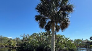 A palm tree in a grassy area beside a calm body of water, with dense foliage and a clear blue sky in the background. - Charming 2-bedroom house in Charlotte Harbor, walk to restaurants & shopping (Port Charlotte)